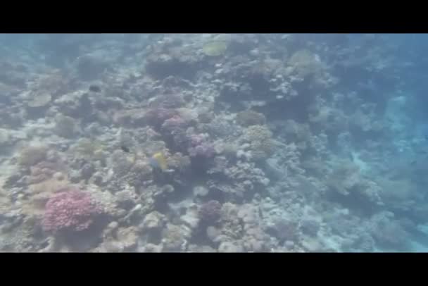 Plongée en apnée dans la mer Rouge — Video