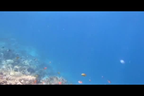 Snorkling i Röda havet — Stockvideo