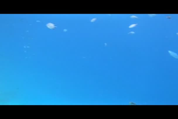 紅海でのシュノーケリング — ストック動画