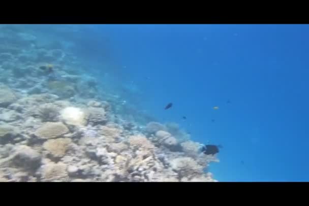 Kızıl Deniz 'de şnorkelle yüzmek — Stok video