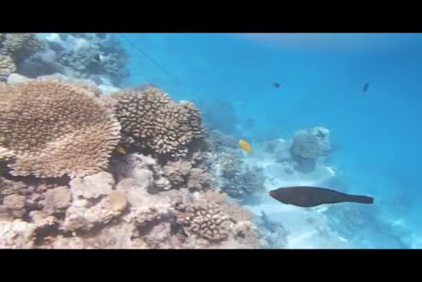 Plongée en apnée dans la mer Rouge — Video