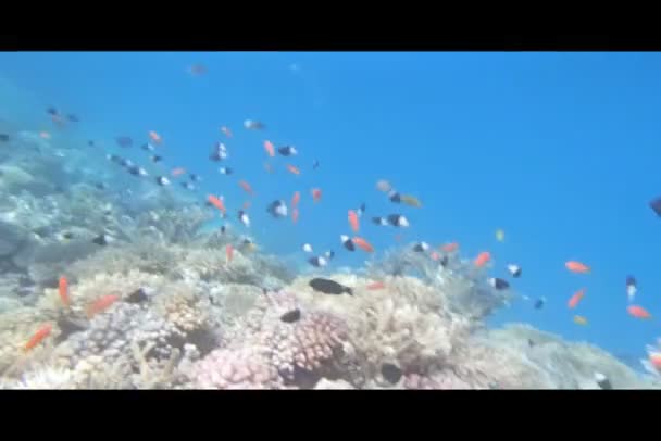 Снорк у червоному морі — стокове відео