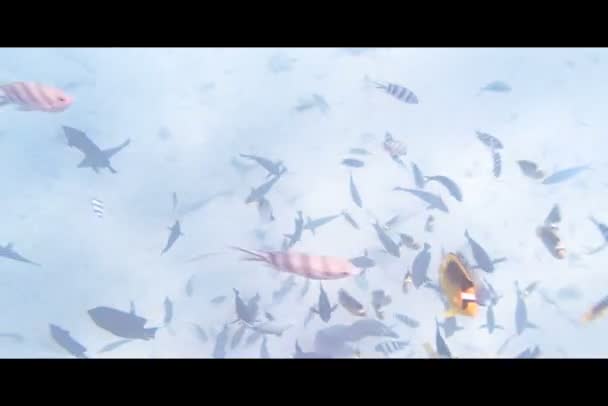 Schnorcheln im Roten Meer — Stockvideo