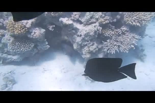 Buceo en el Mar Rojo — Vídeo de stock