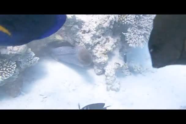 Plongée en apnée dans la mer Rouge — Video