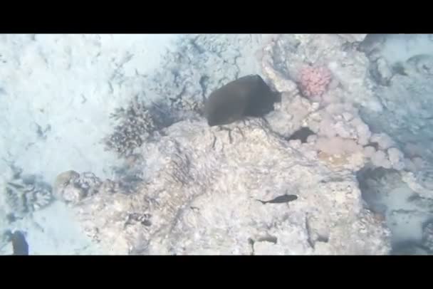 Mergulho de snorkel no Mar Vermelho — Vídeo de Stock