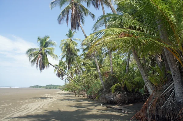 Meravigliosa costa rica — Foto Stock