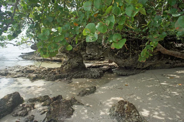 Vacanze nei Caraibi — Foto Stock