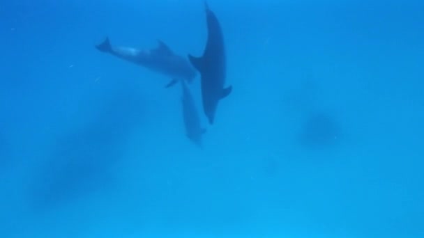 Rode Zee dolfijn — Stockvideo