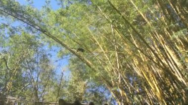 Kosta Rika gösterimler