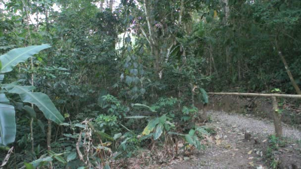 哥斯达黎加的印象 — 图库视频影像