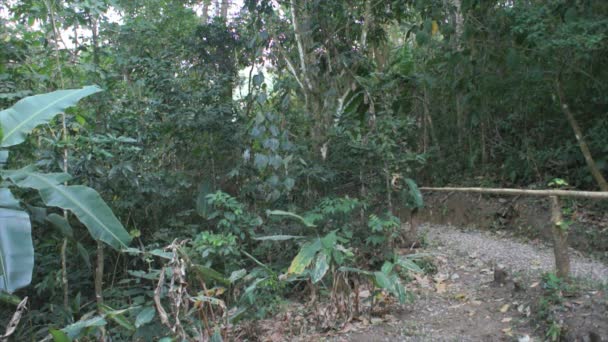 哥斯达黎加的印象 — 图库视频影像