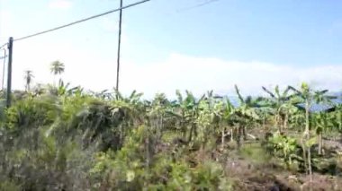 Karayip gösterimler