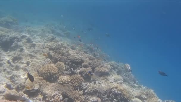 Red sea snorkeling — Stock Video