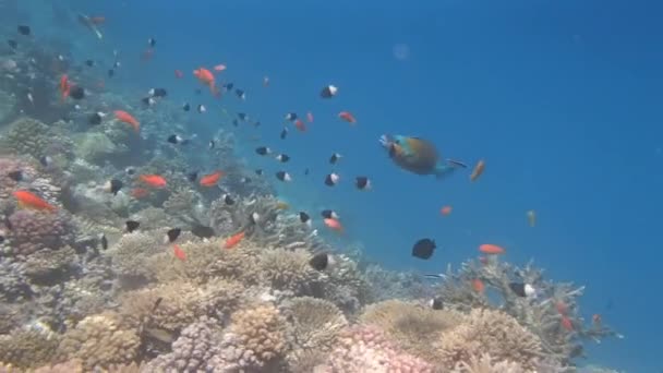 Rode Zee snorkelen — Stockvideo
