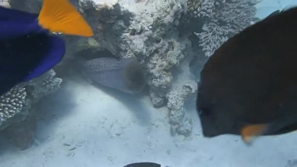 Snorkeling with moray eel — Stock Video