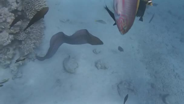 Snorkeling with moray eel — Stock Video