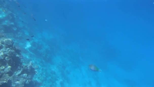Mergulho com snorkel no Mar Vermelho — Vídeo de Stock