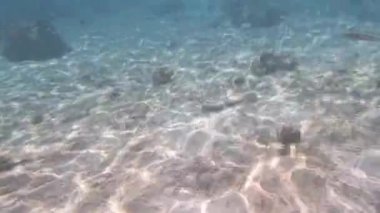 Kızıldeniz Dalış