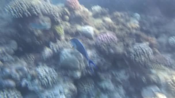 Red sea snorkeling — Stock Video