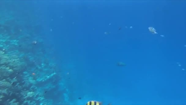 Red sea snorkeling — Stock Video