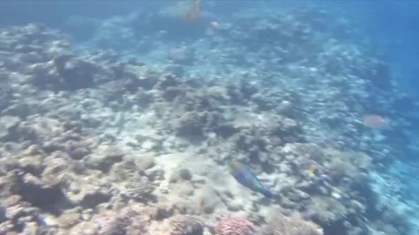 Snorkeling nel Mar Rosso — Video Stock