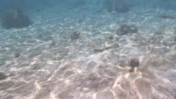 Röda havet snorkling — Stockvideo