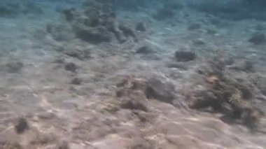 Kızıldeniz Dalış