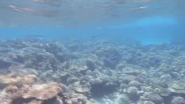 Kızıldeniz Dalış