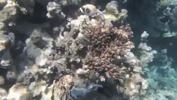 Mergulho com snorkel no Mar Vermelho — Vídeo de Stock