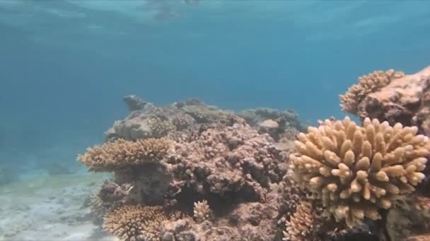 Esnórquel del Mar Rojo — Vídeo de stock