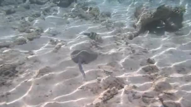 Ερυθρά θάλασσα ψαροντούφεκο — Αρχείο Βίντεο