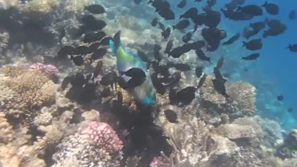 Snorkeling nel Mar Rosso — Video Stock