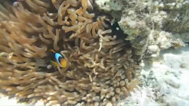 Röda havet snorkling — Stockvideo