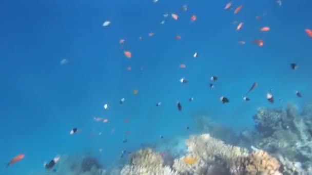 Red Sea Snorkeling — Stock Video