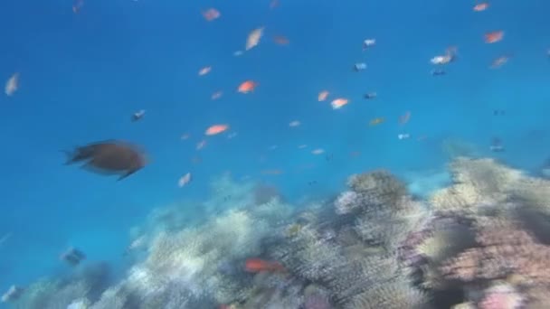 Червоне море підводне плавання — стокове відео