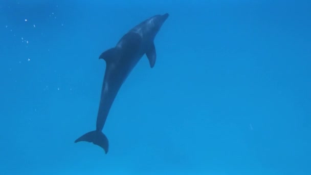 Buceo con delfines — Vídeos de Stock