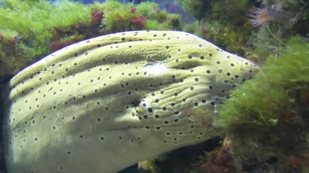 Enguia moray close-up — Vídeo de Stock