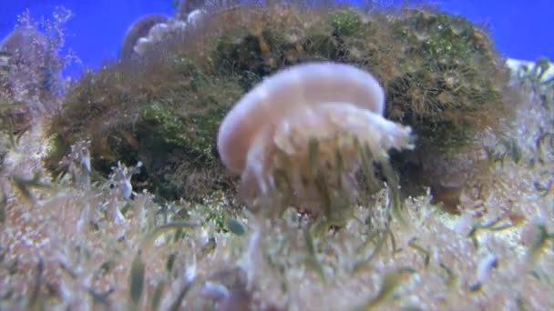 Closeup jellyfish — Stock Video