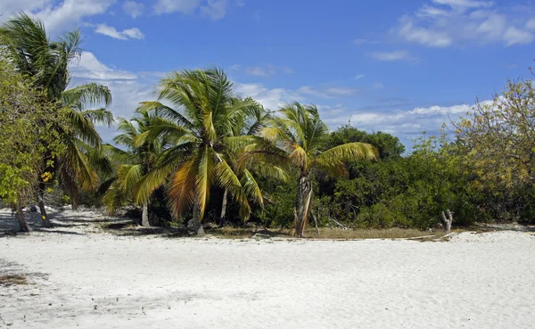 Isola di Catalina — Foto Stock