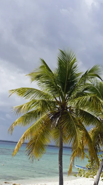 Catalina Island — Stockfoto