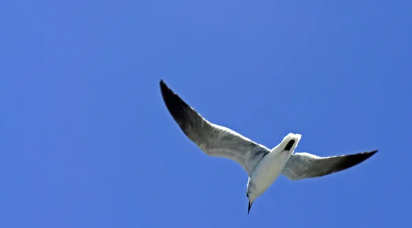 Gull — Stock Photo, Image