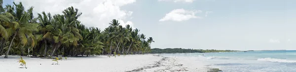 Saona island — Stock Photo, Image