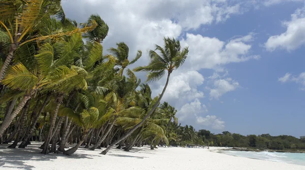 Isla de saona — Foto de Stock