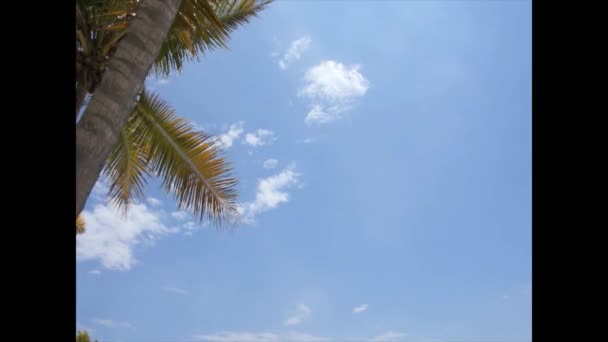 Palm tree — Stock Video