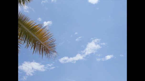Palm tree — Stock Video