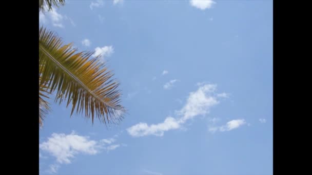 Palm tree — Stock Video