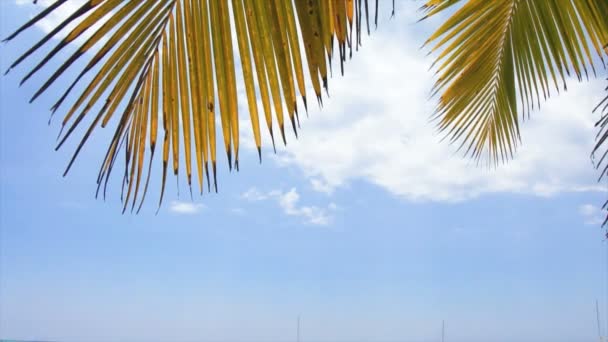 Palmera en el viento — Vídeo de stock