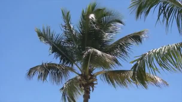 Пальма на ветру — стоковое видео