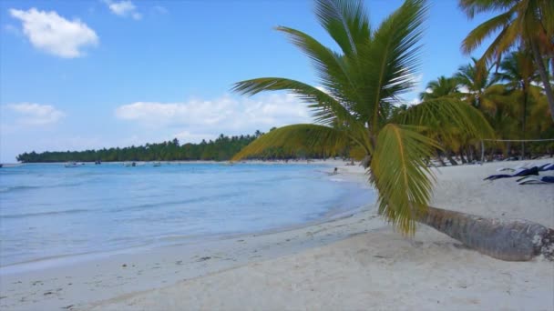 Palma do caribe — Vídeo de Stock